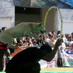 Kontes anjing Kintamani - foto: Koranjuri.com