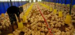 Diserbu Distributor Besar, Peternak Ayam Potong Lokal di Rote Ndao Terancam Gulung Tikar