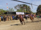 Pacuan kuda tradisional masyarakat Rote Ndao yang kini dihidupka lagi sebagai daya tarik wisatawan - foto: Isak Doris Faot/Koranjuri.com