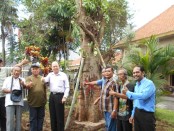 Penanaman pohon Bodhi yang merupakan pohon langka - foto: Lanjar Artama/Koranjuri.com