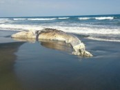 Bangkai paus yang terdampar di Pantai Yeh Kuning Jembrana - foto: Istimewa