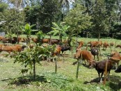 Pos evakuasi ternak di desa Nongan, Kecamatan Rendang Karangasem, yang sanggup menampung 600 ekor ternak sapi - foto: Wahyu Siswadi/Koranjuri.com