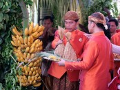 Presiden Joko Widodo melakukan prosesi pernikahan putrinya, Kahiyang Ayu dengan Muhammad Bobby Afif Nasution dengan memasang sendiri bleketepe atau anyaman daun kelapa dan pisang tuwuhan - foto: Istimewa