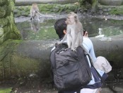 Interaksi primata di Monkey Forest Ubud dengan pengunjung - foto: Koranjuri.com