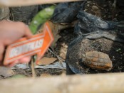 Granat nanas yang ditemukan warga di Desa Kuwayuh, Kecamatan Pejagoan, Kebumen, kini sudah ditangani polisi - foto: Sujono/Koranjuri.com