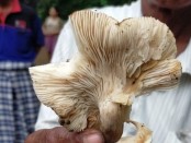 Jamur yang mengakibatkan korban keracunan - foto: Sujono/Koranjuri.com
