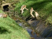 Kawanan monyet di Obyek Wisata Monkey Forest - foto: Ilustrasi/Catur/Koranjuri.com