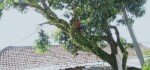 Berikut Alur Permohonan Pemangkasan Pohon Perindang di Gianyar