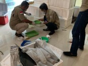 Pangkalan TNI Angkatan Laut Palembang mengagalkan penyelundupan lebih 55 ribu ekor benur atau benih lobster di pelabuhan ilegal Karang Baru, Muara Telang, Kabupaten Banyu Asin, Sumatera Selatan, Kamis (5/8/2021) - foto: Istimewa