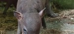 Dua Anakan Babirusa Lahir di Lembaga Konservasi Satwa Bali Safari Park