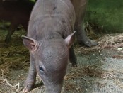 Lembaga Konservasi Satwa Bali Safari Park menyambut kelahiran anakan Babirusa - foto: istimewa