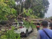 Pohon tumbang timpa mobil yang tengah parkir di wilayah Denpasar, Senin, 2 Januari 2023 - foto: Istimewa