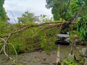 Sejumlah pohon tumbang akibat angin kencang yang melanda Bali pada, Senin (2/1/2023) - foto: Istimewa