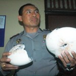 Polsek KP3 Benoa mengamankan ribuan cangkang kerang langka jenis nautilus pompilius yang akan dijual sebagai cenderamata di Bali