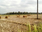 "Sedikitnya, terdapat 50 desa dari 10 kecamatan sudah mengalami kekeringan dan krisis air bersih," jelas Sigit - foto: Sujono/Koranjuri.com