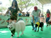 Pecinta anjing di Denpasar mengikuti kontes anjing sehat dalam mensosialisasikan rabies di kalangan penghobinya - foto: Istimewa