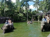 Aktifitas turis bersama gajah-gajah di Taman Safari Gajah di Desa Taro, Tegalalang, Gianyar - foto: Koranjuri.com