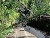 Kondisi jalanan penghubung antara Kecamatan Payangan dengan Kecamatan Tegallalang, Selasa (14/4/2020) yang terputus akibat pohon tumbang yang menimpa tiga buah tiang listrik milik PLN - foto: Catur/Koranjuri.com