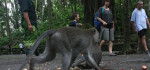 5 November Monkey Forest Ubud Kembali Dibuka