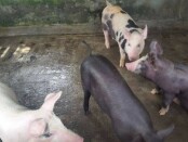 Ilustrasi peternakan babi