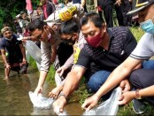 Aktivitas penebaran benih ikan nila di Subak Uma Kawan, Desa Adat Bukian, Kecamatan Payangan, Gianyar, Sabtu (8/8/2020) kemarin - foto: Catur/Koranjuri.com