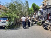 Pohon Singapur, atau pohon Kersen atau talok, tumbang usai tersangkut badan truk tronton di Desa/Kecamatan Sukawati, Gianyar, Senin (31/8/2020) - foto: Catur/Koranjuri.com
