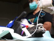Sterilisasi anjing dalam peringatan Hari Rabies Sedunia tahun 2021 di Desa Jungutan, Kecamatan Bebandem, Kabupaten Karangasem, Bali, Selasa, 28 September 2021 - foto: Istimewa