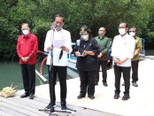 Presiden Jokowi berada si Taman Hutan Raya Ngurah Rai untuk meninjau pelaksanaan penanaman mangrove dalam kunjungan kerja ke Bali - foto: Istimewa