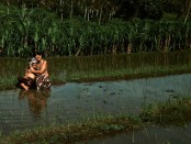 Teaser film Bhatari Sri: Subak dan Jejak-Jejak Kemuliaan yang diproduksi Kitapoleng Bali - foto: Istimewa