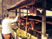 Hewan ternak sapi tengah diupacarai dalam Upacara Tumpek Kandang, Sabtu, 29 Januari 2022 - foto: Istimewa