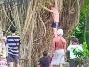 Foto viral bule asal Australia yang nekad memanjat pohon keramat di Pura Dalem Prajapati - foto: Istimewa