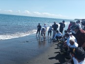 Pelepasan tukik ini menandai tanggung jawab sosial Indosat Ooredoo Hutchison (IOH) diwujudkan untuk konservasi laut penangkaran penyu di Pantai Perancak, Kabupaten Jembrana - foto: Koranjuri.com