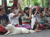 Seekor anjing Kintamani diikutkan dalam upacara Persembahyangan Tumpek Kandang yang berlokasi di Berlokasi di Banyan Area Bali Safari Park, Sabtu, 27 Agustus 2022 - foto: Istimewa
