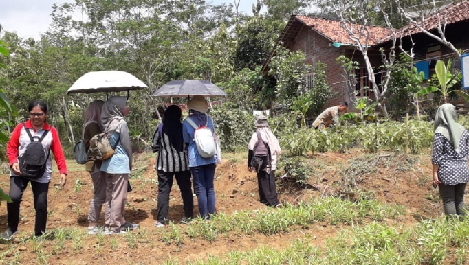 Petik sayuran, salah satu bagian dari wisata edukasi pertanian dan perkebunan - foto: Sujono/Koranjuri.com