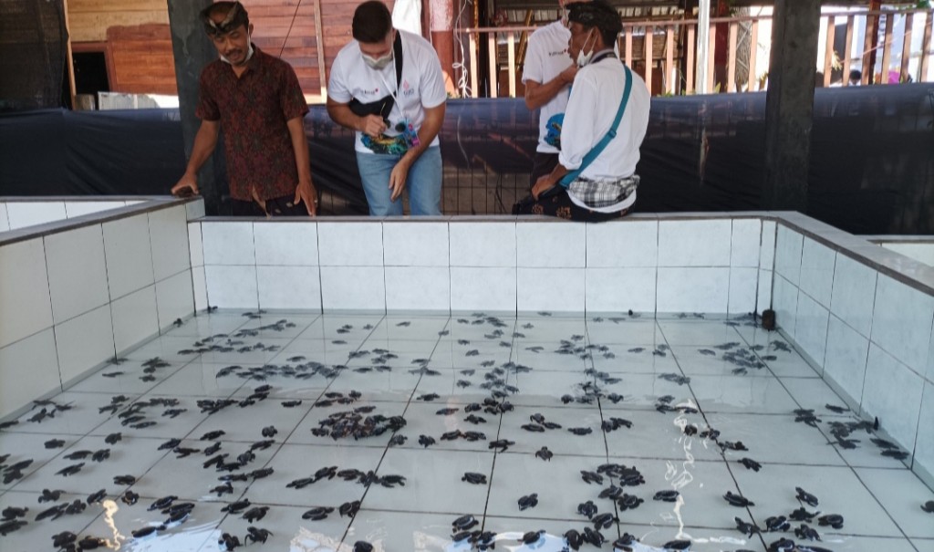 Tukik-tukik ditempatkan dalam kolam penampungan sebelum dilepasliarkan kembali ke alam - foto: Koranjuri.com